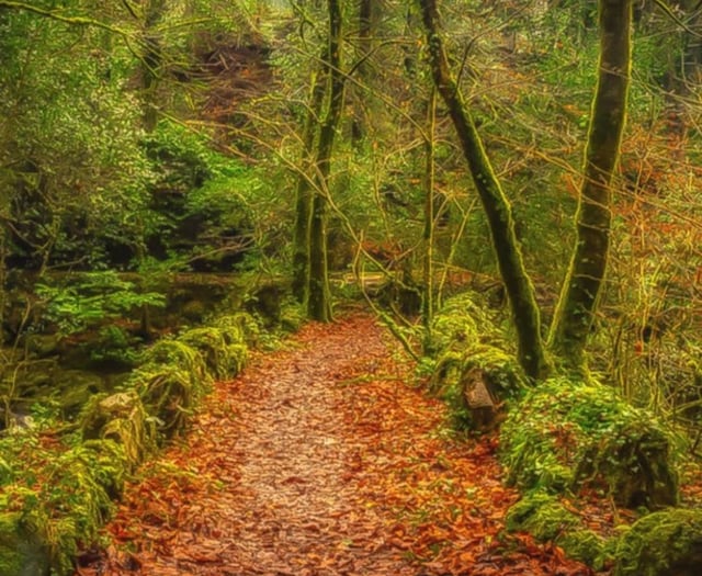 Council and the Woodland trust team up to restore wood