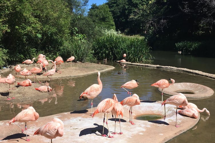 Flamingos at Jersey Zoo