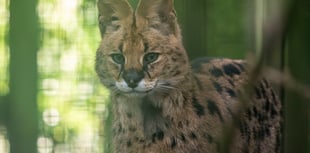 Churchill the serval finds new home at Dartmoor Zoo