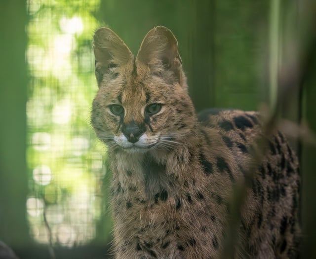 Churchill the serval finds new home at Dartmoor Zoo