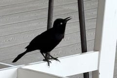 A Carib Grackle. Picture: Mike Hitch