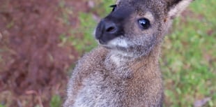 Wallabies find new home in Devon zoo