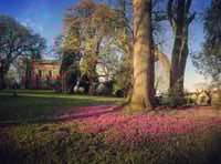 Cyclamen bring carpets of purple to herald spring
