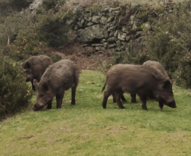 Video appears to show wild boar roaming freely on Dartmoor 
