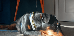 41% of UK pet owners replace damaged household items annually
