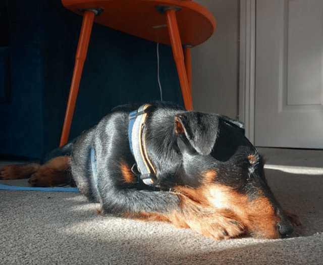 41% of UK pet owners replace damaged household items annually