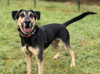 Devon’s unluckiest dog is still waiting for a forever home