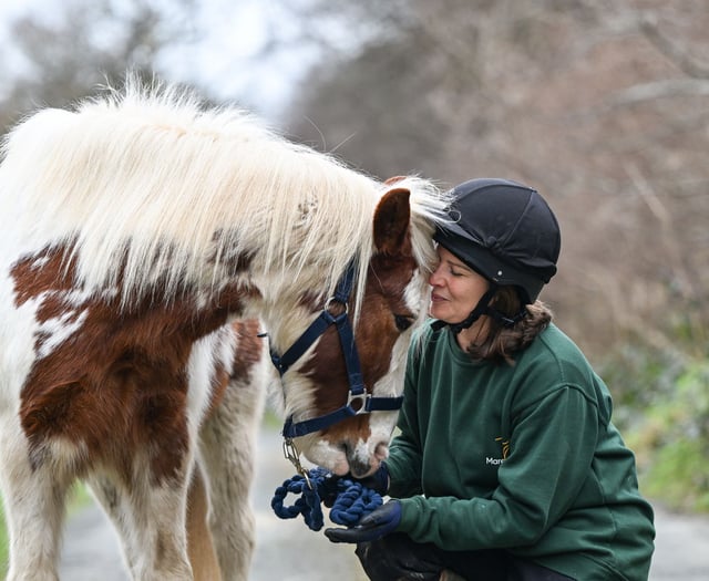 Rehome a pony and give another a lifeline