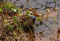 Mike Hitch | Slapton Ley’s changing waters challenge wildlife