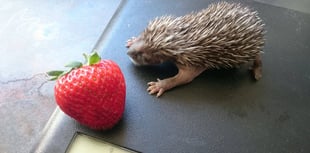 Hedgehog rescue charity launches lifetime giving appeal 