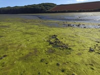 Nigel Mortimer | Spring around our estuaries – what will 2025 bring?