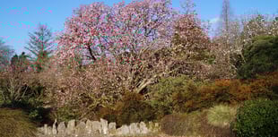 All the colour of Lukesland Gardens