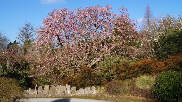 Lukesland's big magnolia