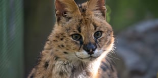 Dartmoor Zoo rescues serval Churchill