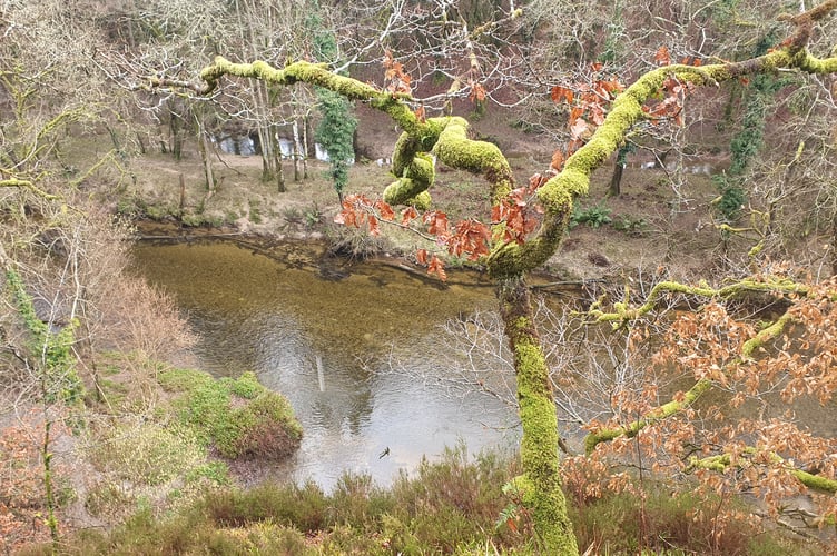 River Plym from on high - Alice Henderson