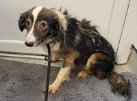 Man jailed over 'appalling' neglect of dogs