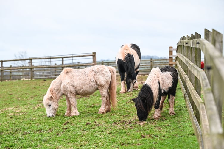 Willow, Hazel and Oakley at the Mare and Foal Sanctuary.