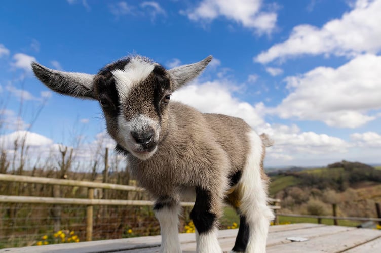 Marie Curie Name the goat photoshoot at Pennywell Farm near Buckfastleigh, Devon