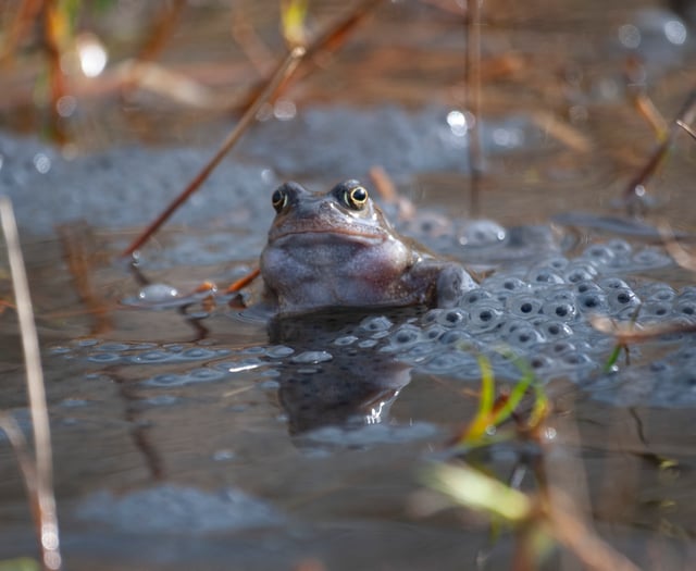 Join Woodland Trust's citizen science challenge
