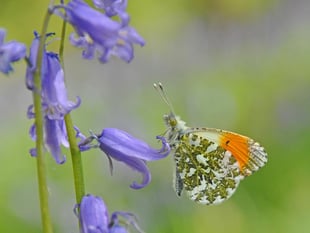 Spot 5 UK butterflies this Easter with family