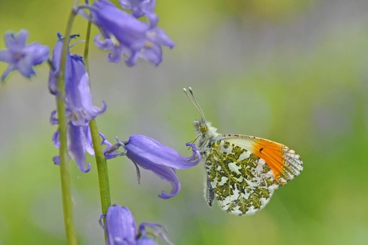 The Orange-tip on bluebell