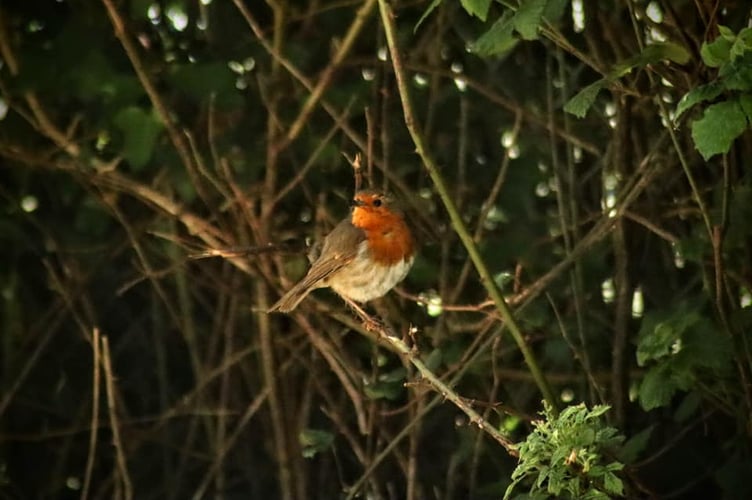Robin  - Trevor Reed