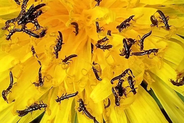 Black Oil Beetle 'triungulin' larvae on a dandelion flower - found in March, several weeks earlier than usual this year. - Fiona van Es
