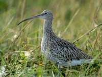 Rare curlews and martens are leaving Dartmoor