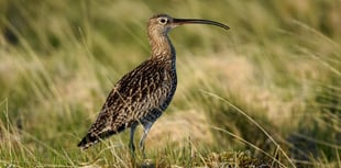Caroline Snow | New law bans burning on peatland