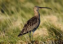 Caroline Snow | New law bans burning on peatland