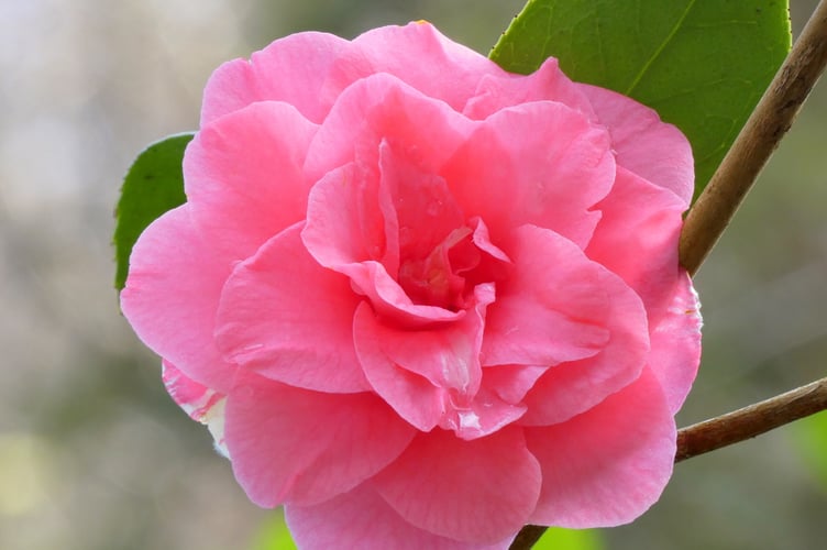 Sunset Camellia - Sarah Morgan 