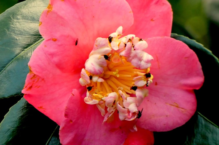 Camellia - Sarah Morgan