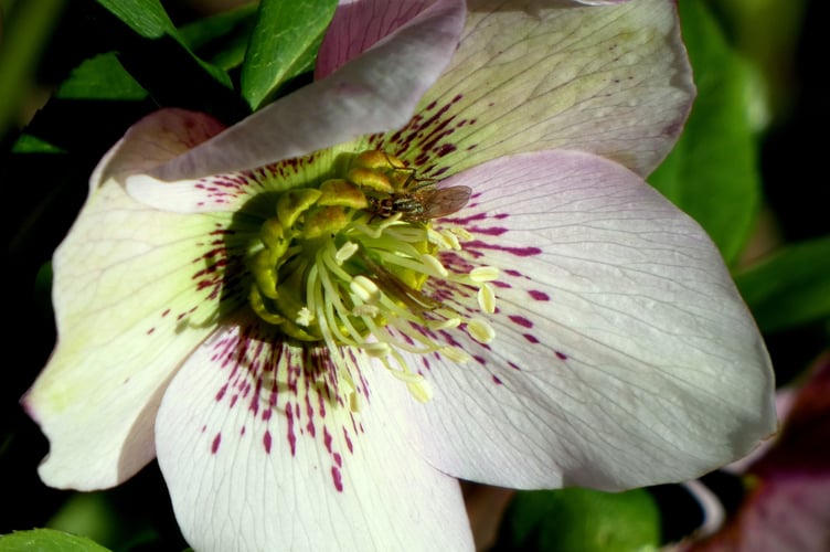 Lenten-rose - Sarah Morgan 