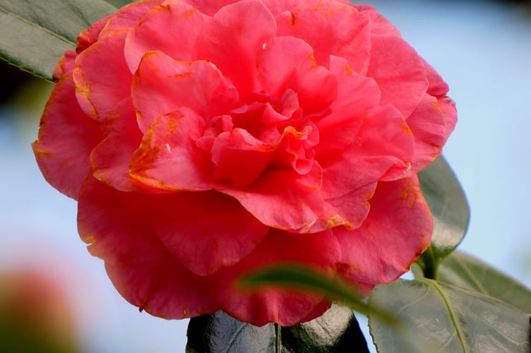 Camellia by Sarah Morgan