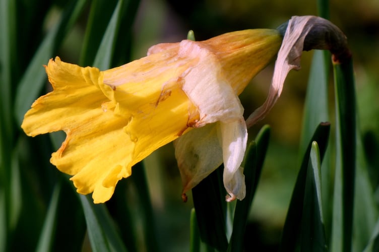 Daffodil - Sarah Morgan 