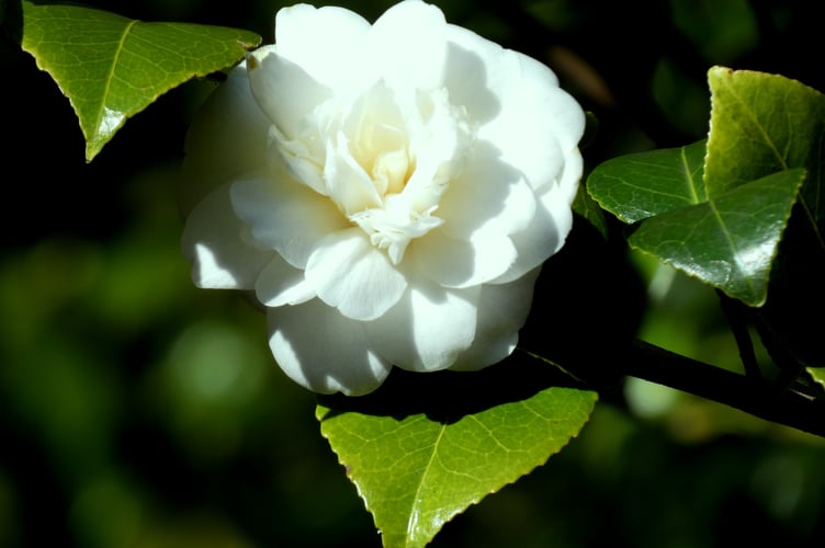 Camellia japonica L at Dartington- Sarah Morgan 