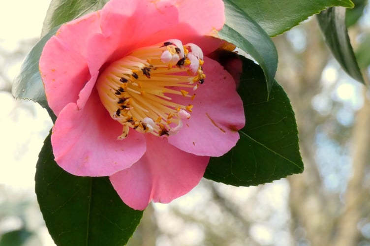 Camellia sasanqua Thunb at Dartington - Sarah Morgan