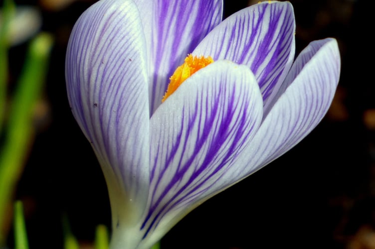 Spring crocus - Sarah Morgan