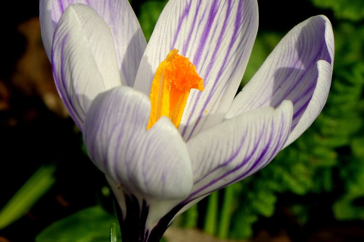 Crocus in full bloom at Dartington - Sarah Morgan