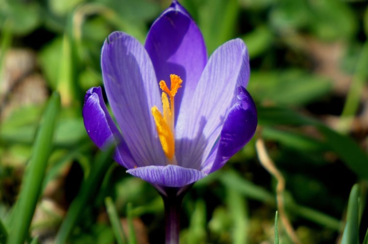 Spring in full blood - Sarah Morgan 