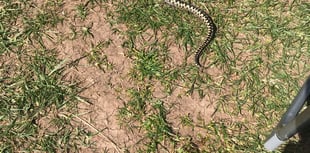 Woman warns after adder bite at Bolberry Down