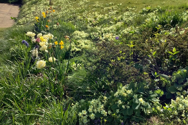 Primroses in ready for Easter - Susan Darke