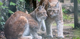 Brother and sister lynx at Dartmoor Zoo