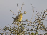 Join the dawn chorus at Wembury Point