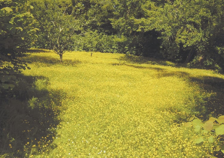 James Miller - Buttercup meadow