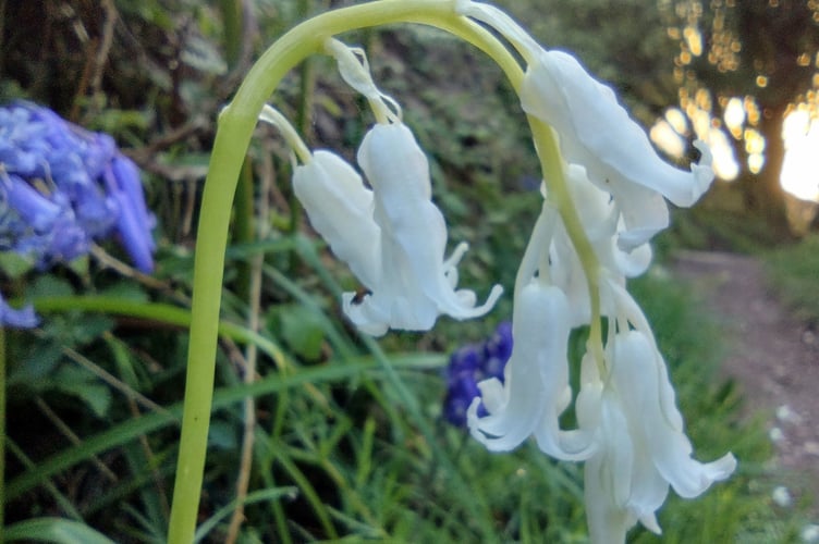 Nature's surprise - a pure white bluebell - Fiona van Es