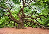 Caroline Snow | Protecting our ancient trees