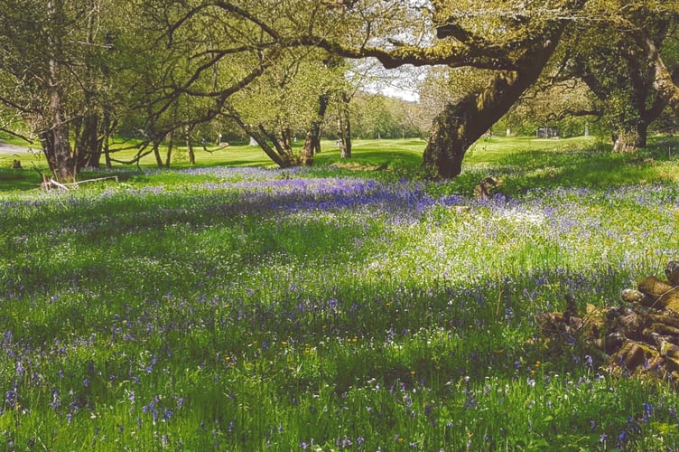James Miller - Bluebell wood