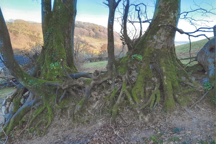 James Miller - Twisted roots