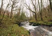 Help restore rare rainforest habitat on our doorstep